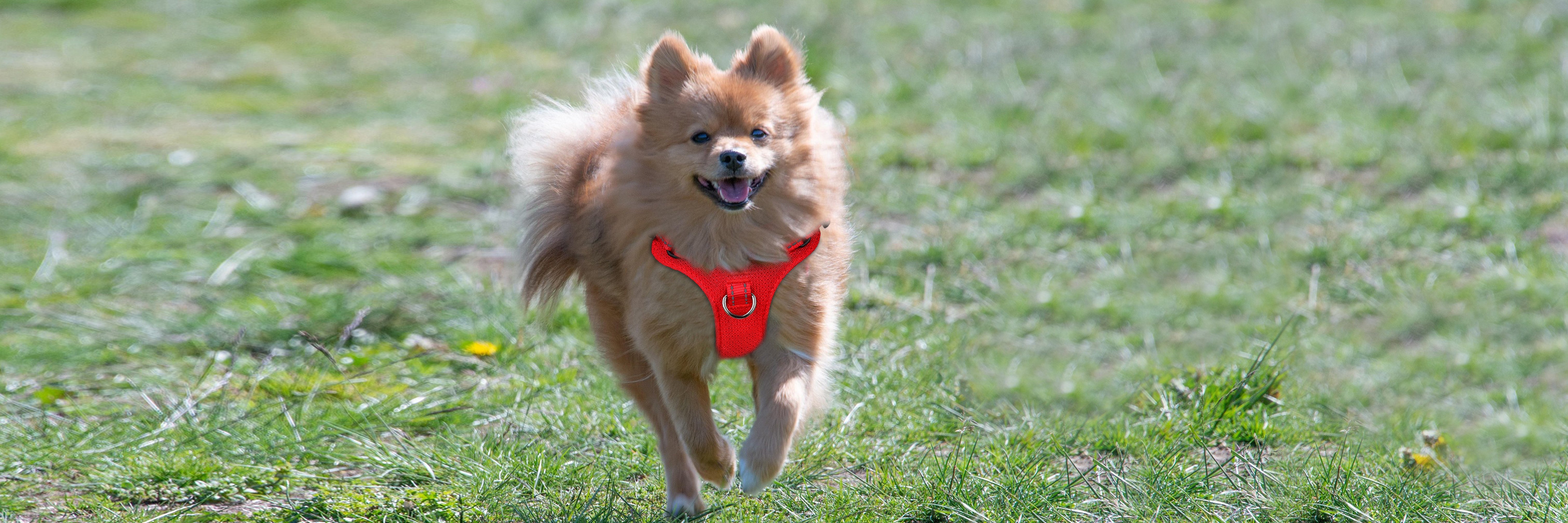 The Confident Puffball: Why a Good Harness Matters for Every PomeranianThe Confident Puffball: Why a Good Harness Matters for Every Pomeranian